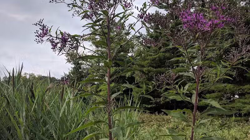 T.G. Young Park - Walton Hills, OH