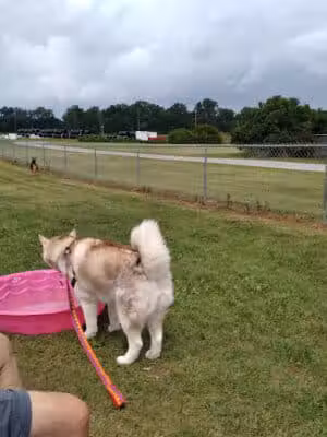 Wapak Dog Park - Wapakoneta, OH