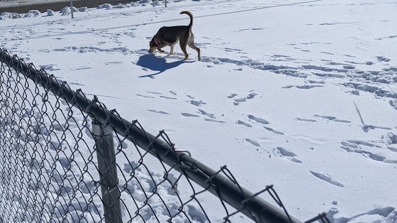 Wapak Dog Park - Wapakoneta, OH