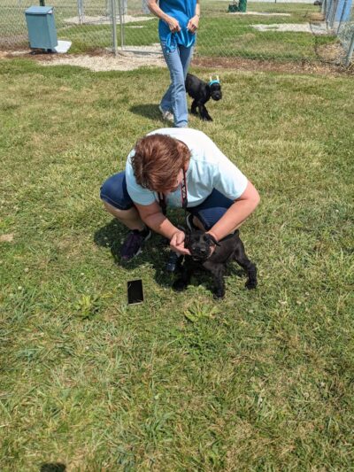 Wapak Dog Park - Wapakoneta, OH