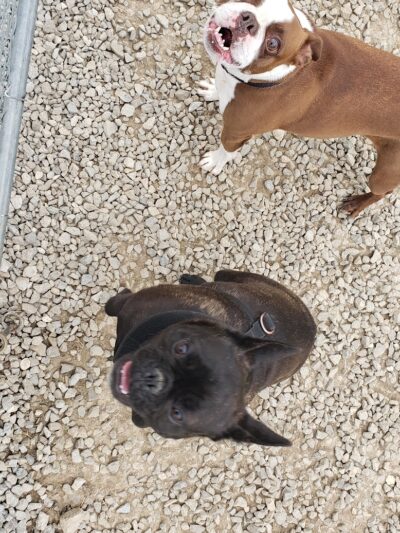 Wapak Dog Park - Wapakoneta, OH