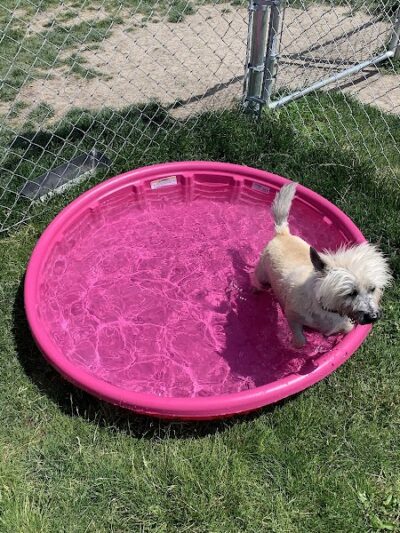 Wapak Dog Park - Wapakoneta, OH