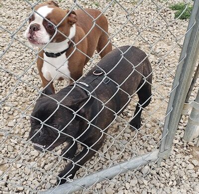 Wapak Dog Park - Wapakoneta, OH