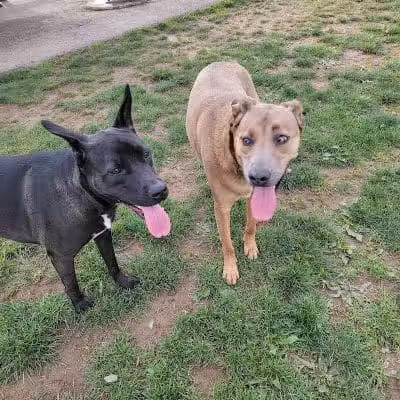 Warminster Dog Park - Warminster, PA