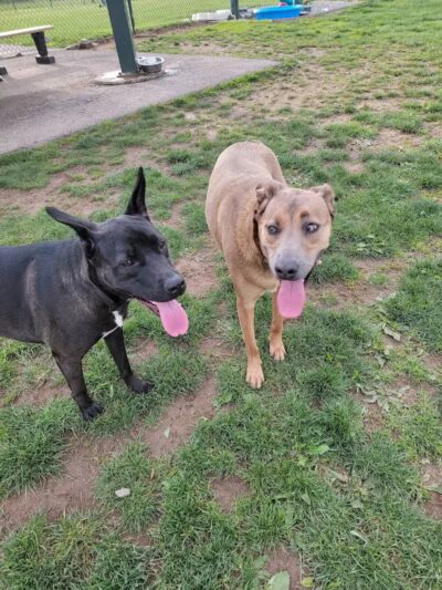 Warminster Dog Park - Warminster, PA