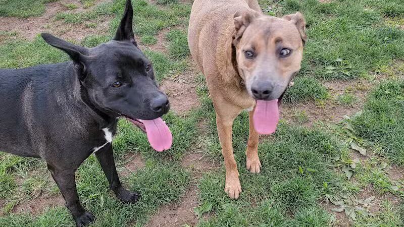 Warminster Dog Park - Warminster, PA