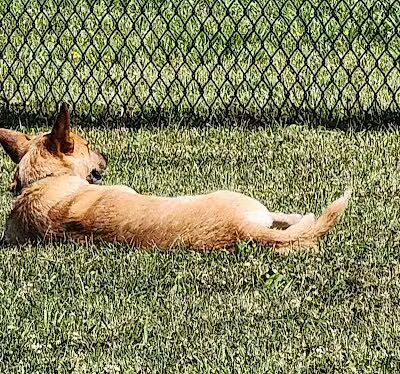 Warminster Dog Park - Warminster, PA
