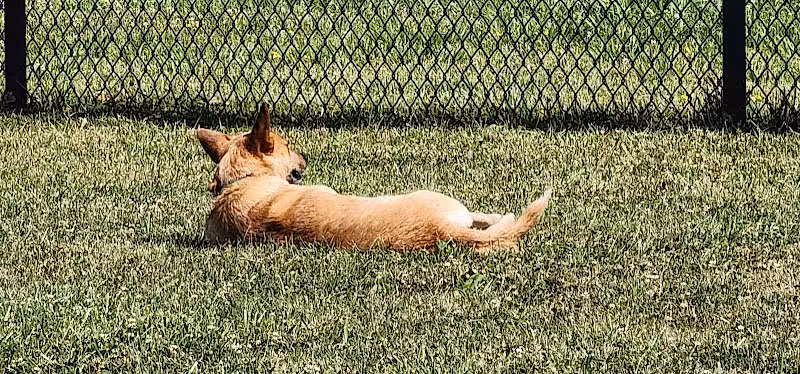 Warminster Dog Park - Warminster, PA