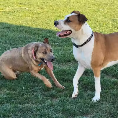 Warminster Dog Park - Warminster, PA