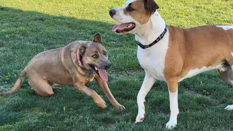 Warminster Dog Park - Warminster, PA