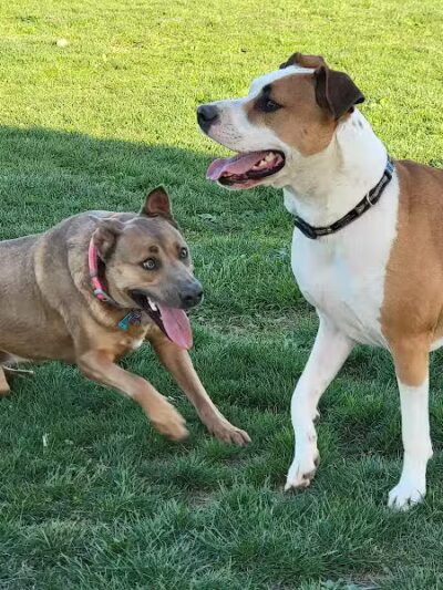 Warminster Dog Park - Warminster, PA