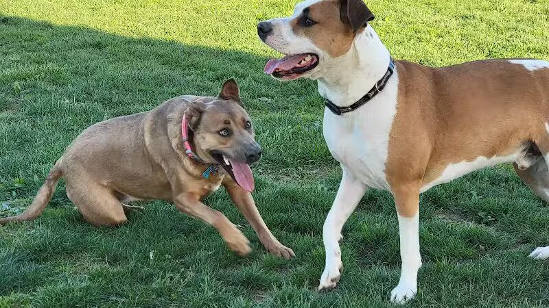 Warminster Dog Park - Warminster, PA