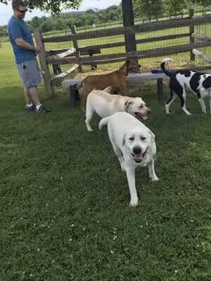 Doylestown Private Dog Park (members only) - Warrington, PA