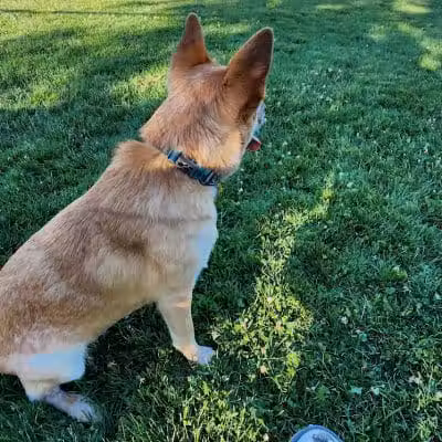 Doylestown Private Dog Park (members only) - Warrington, PA