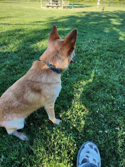 Doylestown Private Dog Park (members only) - Warrington, PA