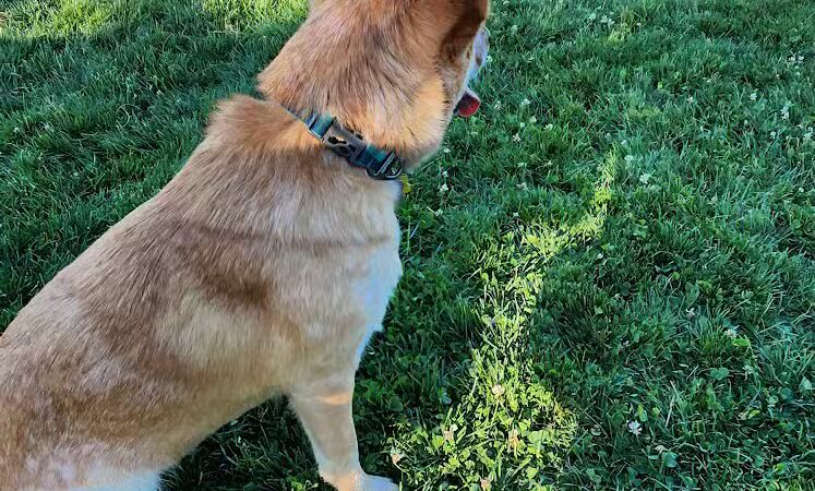 Doylestown Private Dog Park (members only) - Warrington, PA