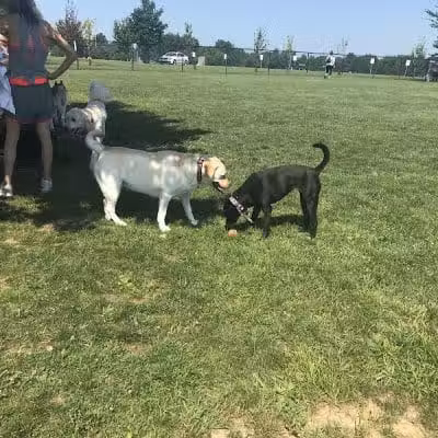 Doylestown Private Dog Park (members only) - Warrington, PA