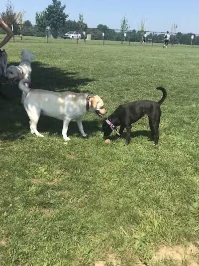 Doylestown Private Dog Park (members only) - Warrington, PA