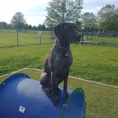 Doylestown Private Dog Park (members only) - Warrington, PA