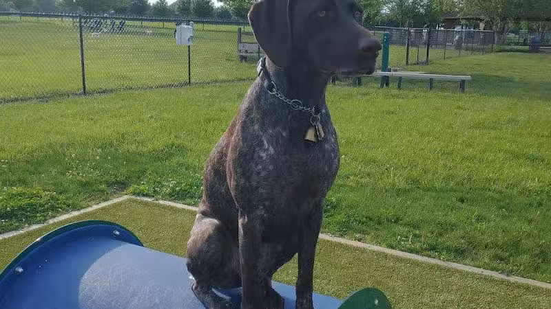 Doylestown Private Dog Park (members only) - Warrington, PA
