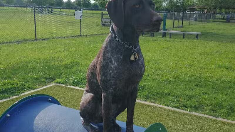 Doylestown Private Dog Park (members only) - Warrington, PA