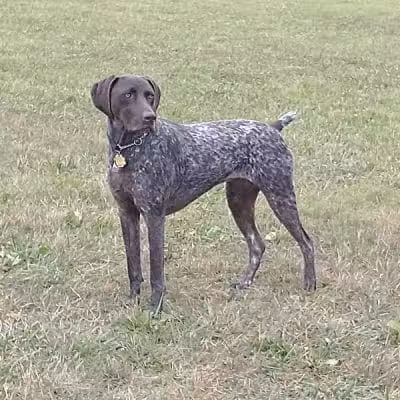 Doylestown Private Dog Park (members only) - Warrington, PA