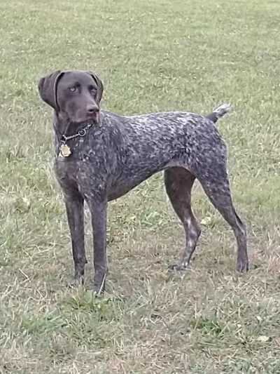 Doylestown Private Dog Park (members only) - Warrington, PA