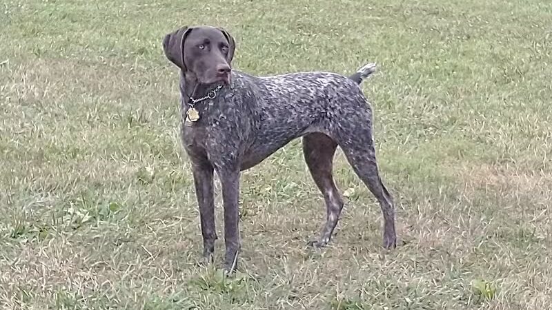 Doylestown Private Dog Park (members only) - Warrington, PA