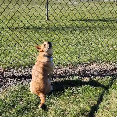 Doylestown Private Dog Park (members only) - Warrington, PA