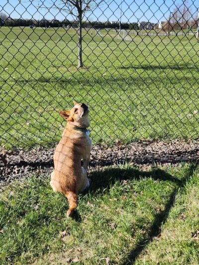 Doylestown Private Dog Park (members only) - Warrington, PA