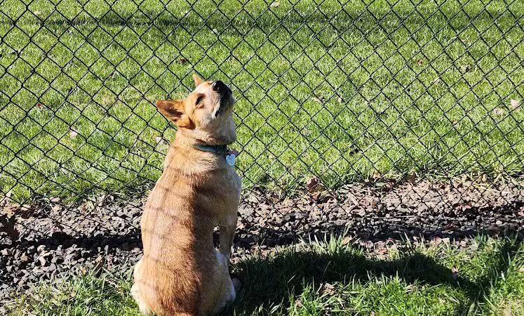 Doylestown Private Dog Park (members only) - Warrington, PA