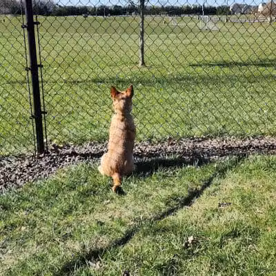 Doylestown Private Dog Park (members only) - Warrington, PA