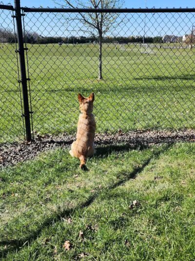 Doylestown Private Dog Park (members only) - Warrington, PA