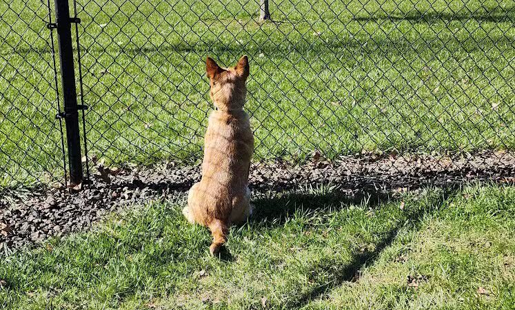 Doylestown Private Dog Park (members only) - Warrington, PA