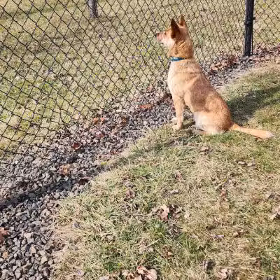 Doylestown Private Dog Park (members only) - Warrington, PA