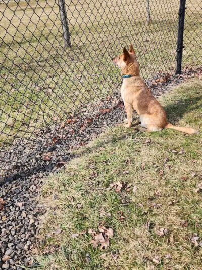 Doylestown Private Dog Park (members only) - Warrington, PA