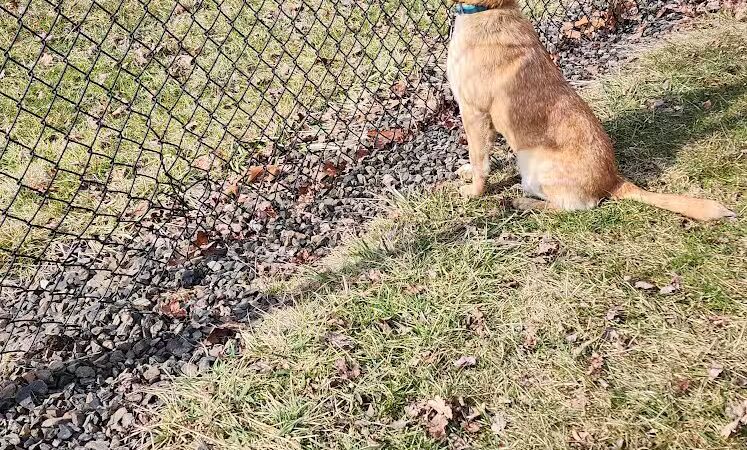 Doylestown Private Dog Park (members only) - Warrington, PA