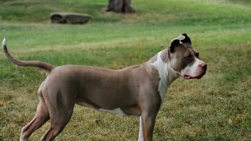 Dog Park - Washington Court House, OH