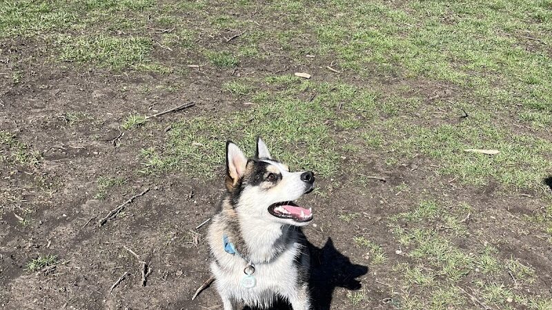 Dog Park - Washington Court House, OH