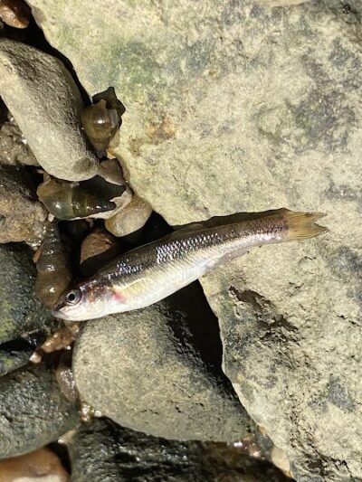 Beechwood Springs Park - Washington Township, OH