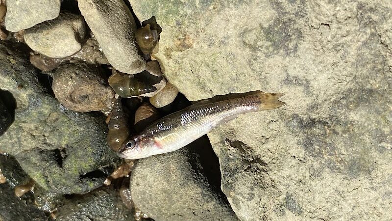 Beechwood Springs Park - Washington Township, OH