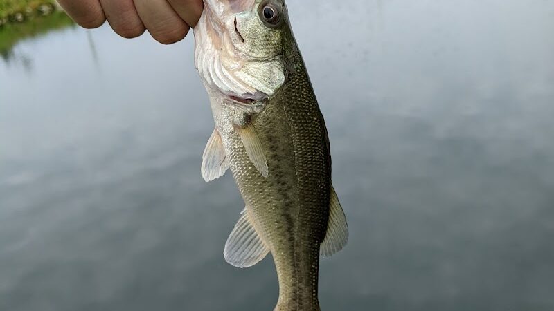 Oak Grove Park - Washington Township, OH