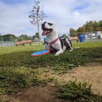 Scentral Dog Park - Waterford, NY