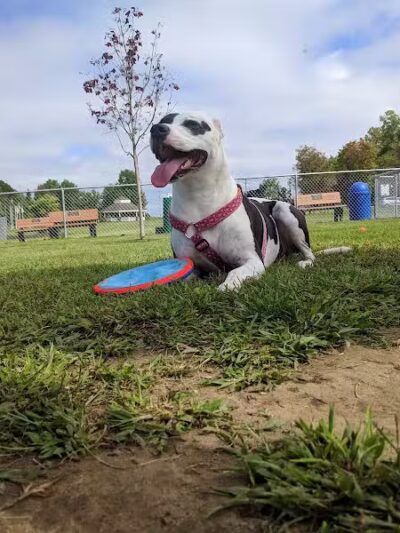 Scentral Dog Park - Waterford, NY