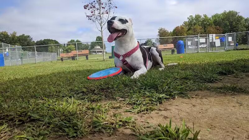 Scentral Dog Park - Waterford, NY