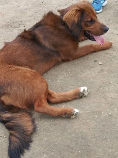 Scentral Dog Park - Waterford, NY