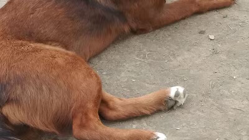 Scentral Dog Park - Waterford, NY