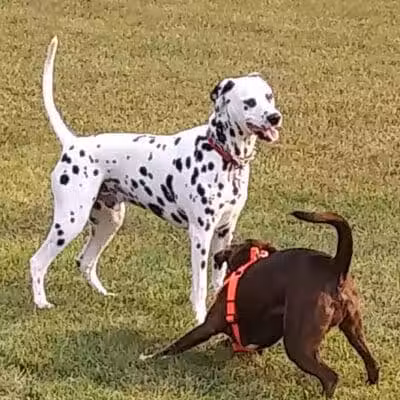 Scentral Dog Park - Waterford, NY
