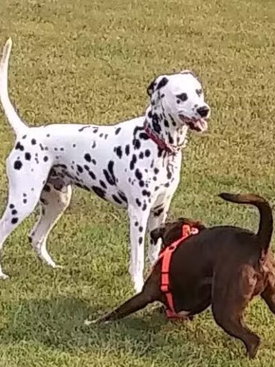 Scentral Dog Park - Waterford, NY
