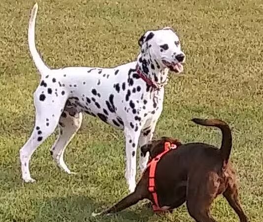 Scentral Dog Park - Waterford, NY